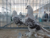 en guzel takla guvercinleri 010
