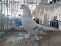 en guzel takla guvercinleri 011