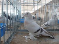 en guzel takla guvercinleri 014
