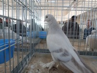 en guzel takla guvercinleri 015