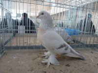 en guzel takla guvercinleri 016