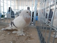 en guzel takla guvercinleri 017