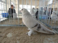 en guzel takla guvercinleri 018