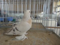en guzel takla guvercinleri 021