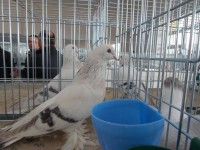 en guzel takla guvercinleri 023