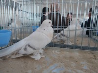 en guzel takla guvercinleri 024